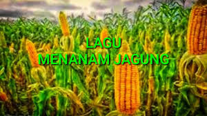 We did not find results for: Rahasia Tani Lagu Anak Menanam Jagung Cara Sendiri Mudah Di Tahun 2019 Jazz Indonesia