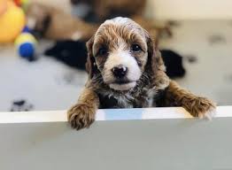 **health testedf1 red cavapoo puppies boys available.** puppies have received a health check from our vet and they come with a signed and dated health check veterinary health check certificate. About The Cavapoo Breed Maple Hill Doodles Ohio