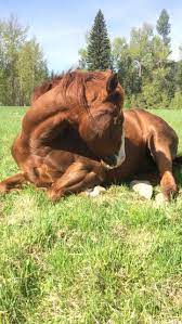 Nap Time In The Meadow Beautiful Horses Most Beautiful Horses Horse Photos