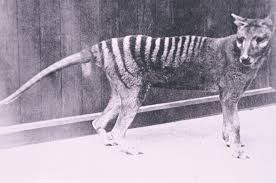 The Thylacine The Australian Museum