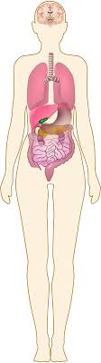 See woman body diagram stock video clips. Reactome Female Body With Organs