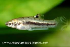 Image result for Hyparrhenia formosa