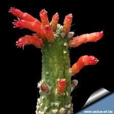 It is native to high mountain regions of bolivia and argentina. Cleistocactus Jujuyensis Forma Mostruosa