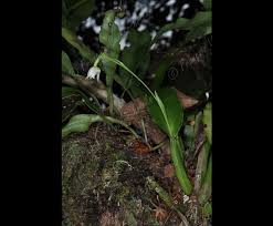 Image result for Polystachya cultriformis