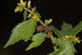 Image result for Triumfetta pentandra