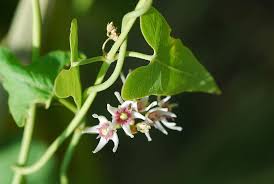 Image result for Cynanchum