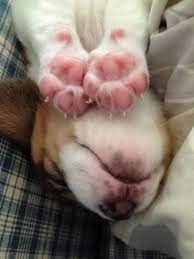 Pin By Sheena Matheson On How Cute Is This Puppy Paws Sleeping Puppies Beagle Dog