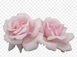 Light blue aesthetic blue aesthetic pastel plant aesthetic nature aesthetic aesthetic colors flower aesthetic aesthetic backgrounds aesthetic wallpapers images esthétiques. Pink Flowers Pastel Rose Aesthetic Pink Flower Png Transparent Png Vhv