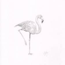 In this colored pencil tutorial i talk through the colour choice and layering to render this flamingo! Flamingo Drawing By Nancy Ferry