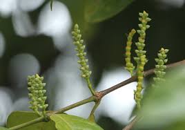 Image result for Gnetaceae