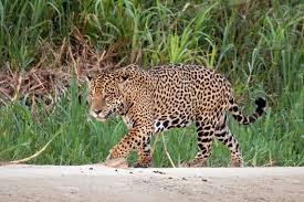 Noun i have two dogs and a cat. Jaguar Wikipedia