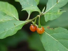 Image result for Solanum anguivi