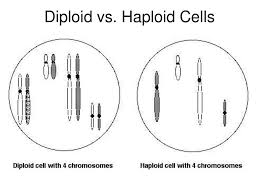 A haploid number is the number of chromosomes which a gamete carries. Chapter Terms Diploid Haploid Autosomes Sex Chromosomes Karyotype Ppt Download