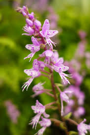 Image result for Stenoglottis