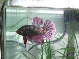 Female giant betta koi & fancy bo = 8cm, biggest betta female giant, monster genetic, huge and good betta for breeding giant betta have a size of around 3 inch while normal betta is 1.5 inch. King Or Half Giant Betta In Divided Tank Tropical Fish Forums