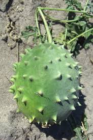 Image result for Cucumis africanus