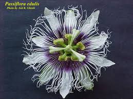 Image result for Passiflora edulis