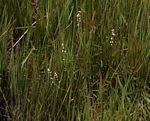 Image result for Persicaria strigosa