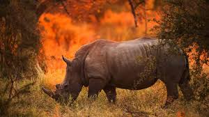 5 day tanzania wildlife adventures. Tanzania Safari Tours Best Adventure Safaris With The Big Game Tours