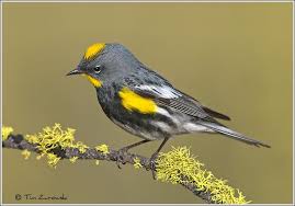 Birds Of Central Oregon Yellow Rumped Warbler Seen Many Places In Central Oregon Bird Sightings Backyard Birds Birds And The Bees