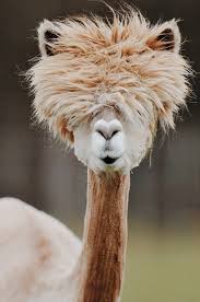 Recently, llamas have also been used as guard animals working. Alpaca What Do You Know Really