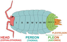I bet that's a bitter pill for it to swallow. Woodlouse Wikipedia