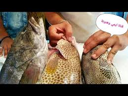 أجود واغلي نوع سمك في مصر وازاي نعرف نمييز بين الاصلي البلدي منه والتقليد Thickness Of Grouper Youtube