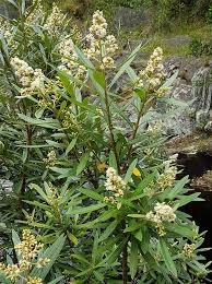 Image result for Brachylaena huillensis