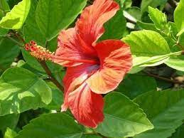Pattern orchid hibiscus leaves watercolor tropics. Pin On Hawaii