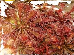 Image result for Drosera natalensis