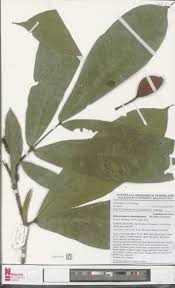 Image result for Gilbertiodendron
