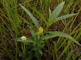 Image result for Eriosema