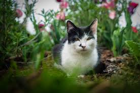 Ways To Keep Cats Out Of Your Yard Or Garden Cat Repellant Outdoor Plants That Repel Cats Cat Repellant
