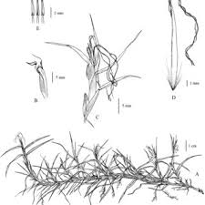 Image result for Anthephora pungens
