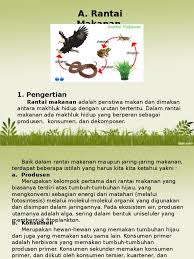 Rantai makanan sendiri merupakan proses pemindahan energi yang berasal dari satu organisme ke organisme lainnya. Jaring Makanan