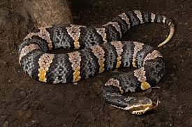 Image result for Lannea virgata