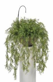 Plantes D 39 Interieur A Faible Luminosite 25 Especes Vertes Et A Fleurs Especes Faible Fleurs Interieur Zimmerpflanzen Pflanzen Zimmer Asparagus Fern