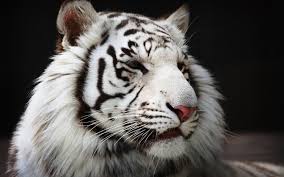 Maybe you would like to learn more about one of these? White Tiger Windows 10 Theme Themepack Me