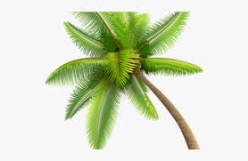 You can download these images to set as desktop background. Coconut Tree Animated Gif Hd Png Download Transparent Png Image Pngitem