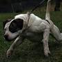 Disasters American Bulldogs from www.quora.com