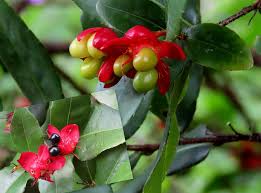 Image result for Ochna kirkii