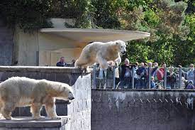 When was the first polar bear born in rostock zoo? Zoo Rostock Abschied Von Den Eisbaren Rostock Heute