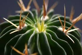 Image result for Rhynchosia baumii