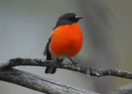 Unfollow robin costume lycra to stop getting updates on your ebay feed. Flame Robin Cute Animals Robin Animals