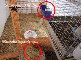 Now i know why my girlfriends never sell me the baby quail until after they are three weeks of age. Diy Hay Manger For About 2ish Rabbit Talk Meat Rabbit Farming Forum