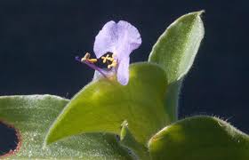 Image result for Commelina benghalensis