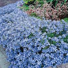 Spring Hill Nurseries 2 5 In Pot Dalmatin Bellflower Campanula Live Deciduous Plant Blue Flowering Perennial 1 Pack 69278 The Home Depot Spring Hill Nursery Perennials Ground Cover Plants