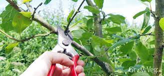 Dead wood is relatively easy to spot by simply scratching beneath the bark with a pruning blade. Keep Plum Trees Healthy And Productive With Summer Pruning