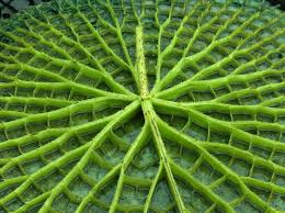 London Design Calling Fractals In Nature Natural Structures Geometry In Nature