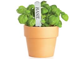 Check spelling or type a new query. Herbs That Beat The Heat Favorite Varieties That Flourish In Summer Natural Awakenings Magazine
